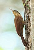 Buff-throated Woodcreeper